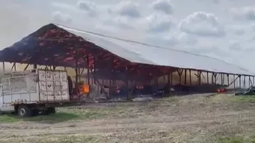 Incendiu de proporții la o fermă de vaci. Peste 70 de animale au murit (VIDEO)