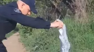 Un pui de viperă a fost găsit într-o clădire de birouri din Drobeta-Turnu Severin