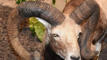 Un cuplu de vârstnici a fost ucis de un berbec. Ce s-a întâmplat cu animalul?