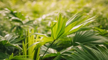 Planta care alungă muștele și țânțarii. Este o soluție naturală împotriva acestor insecte