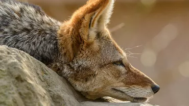 Alertă în Galați din cauza unor șacali văzuți în zonă. Oamenii au sunat speriați la 112