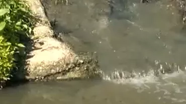 Alertă sanitară în Oradea, după ce un pârâu a fost poluat masiv de dejecțiile din canalizare. Toți peștii au murit