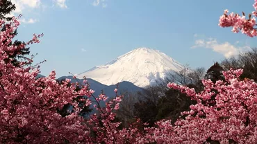 Explozie Sakura: Mulțimile de oameni din Tokyo se bucură de frumusețea tuturor cireșilor înfloriți