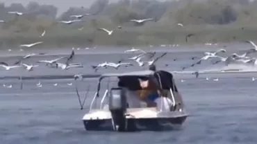 Mai multe şalupe au intrat într-o colonie de pelicani, în Delta Dunării. Cei vinovați riscă amenzi uriașe
