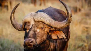 Care este cel mai înalt bou din lume. „Romeo este un gigant blând și jucăuș, plin de afecțiune” (VIDEO)