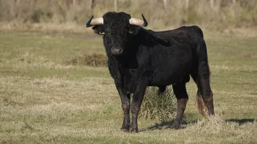Bărbat din Neamț, în stare gravă la spital după ce a fost lovit de taur. L-ar fi ademenit cu o haină, ca un toreador
