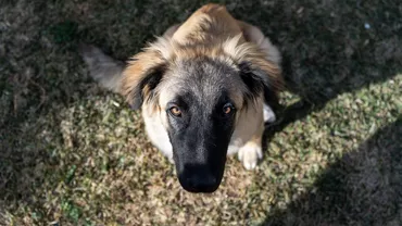 Un oraș din România a introdus taxa pe câine. De ce trebuie să o achite și persoanele fără animale de companie