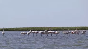 Păsările flamingo au revenit în România. Locul unde pot fi văzute în această perioadă (VIDEO)