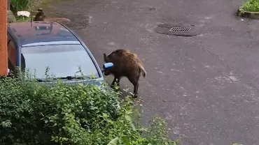Animalele care terorizează brașovenii. Localnicii le văd din ce în ce mai des (VIDEO)