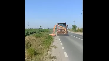 Consiliul Județean Ilfov a început acțiunile împotriva ambroziei pe 6 drumuri județene