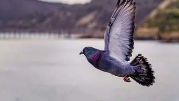 Bani pentru cine vrea să aibă grijă de un porumbel. Suma oferită de un clujean