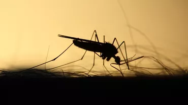 Cum ne ferim de West Nile, o boală transmisă prin înțepătura de țânțar. Recomandările INSP pentru populație