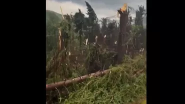 Pădure pusă la pământ de o furtună puternică într-un sat din Maramureș (VIDEO)