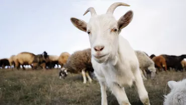 Ciuma caprelor, boala din cauza căreia mii de animale au fost ucise în Grecia! Virusul ar fi venit din România. Cum se manifestă