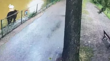Un urs liber se plimbă de câteva nopți prin grădina zoologică Târgu Mureș și a omorât o căprioară  (VIDEO)