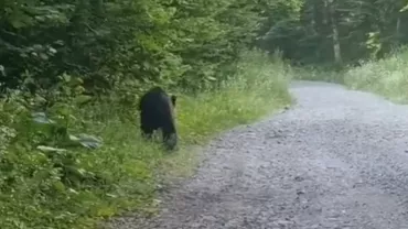 Unei turiste i-a ieșit ursul în cale, în timp ce se afla pe bicicletă, în Munţii Gurghiului, din județul Mureş. Ce a urmat (VIDEO)