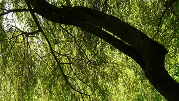 Ce copac nu trebuie să plantezi în curte. De ce trebuie evitat