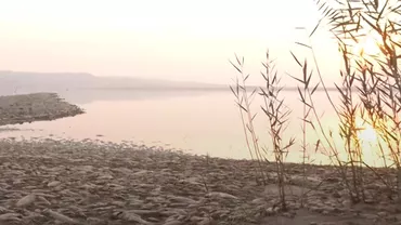 Sute de mii de pești morți au inundat un port turistic din Grecia. Care este motivul