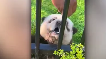 O grădină zoologică din China a vopsit câini și i-a prezentat drept urși panda, pentru a atrage vizitatori (VIDEO)