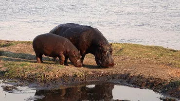 Thailanda: Un pui de hipopotam, devenit vedetă pe internet, atrage un număr mare de vizitatori la zoo