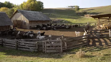 Animalul care a dispărut din gospodăriile românilor. Efectele fenomenului se văd la raft, prin scumpiri
