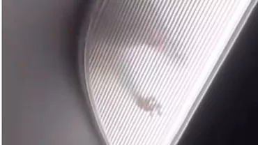 Panică în timpul unui zbor spre Los Angeles. Un animal s-a plimbat prin tavanul avionului (VIDEO)