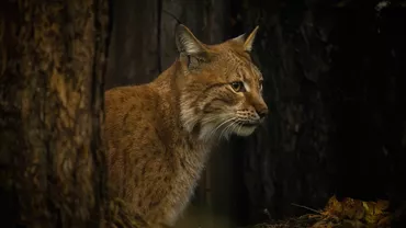 Un pui de râs a fost văzut și filmat pe străzile din Lugoj: „Este posibil să fi fost ținut în captivitate și să fi scăpat”