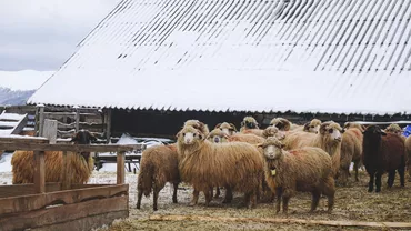 Furt masiv de oi în comuna Sinești, Iași: 140 de animale au dispărut în toiul nopții