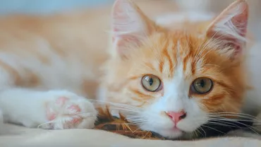 Un motan călător a fost găsit după 11 ani, la 1.300 de kilometri distanță: „Ce altceva mai poți face decât să te bucuri?” (VIDEO)