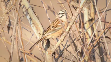 Specii noi de păsări au fost observate în Parcul Natural Văcăreşti