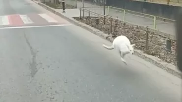 Imaginile zilei în București! Un cangur a fost văzut țopăind pe o stradă din Sectorul 5 al Capitalei. S-a aflat cine ar fi proprietarul animalului (VIDEO)