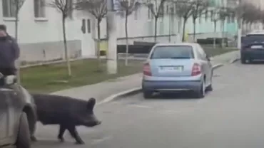 Porc ieșit la plimbare în Turda. „Din parc mi-am tăiat porc” (VIDEO)