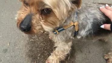 Hachiko în Cluj-Napoca. O cățelușă își așteaptă stăpâna mai multe zile în fața unui magazin
