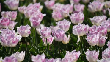 Românii cheltuie milioane de euro pe flori în martie! Trandafirii, ghioceii și recorduri în industria floristică