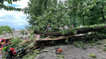 Accident tragic la Brașov. Un bărbat a murit strivit de un copac prăbușit