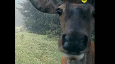 Cerb, vedetă în online: A fost surprins în timp ce părea că își face un selfie (VIDEO)