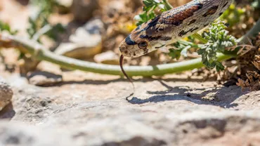 Alarmă la vamă în India. Un bărbat a încercat să introducă ilegal zeci de reptile veninoase și specii rare, ascunse în valiză