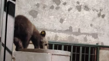 Primele imagini cu puiul ursoaicei ucise pe Transfăgărășan. Este foarte slăbit după șapte zile fără mama, singur, e dezorientat, nu a putut să mănânce