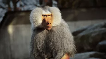 Proteste în Germania, după ce o grădină zoologică a ucis 12 babuini sănătoşi