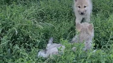 Premieră la Zoo Oradea. Doi pui de lup arctic au fost născuți în captivitate