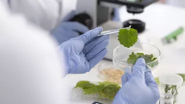 Mai multe plante uitate, cercetate în Vâlcea. Soiul care ajută la tratarea problemelor sistemului nervos