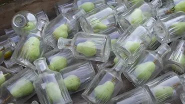 Cum ajunge un fruct întreg într-o sticlă? Secretul metodei franțuzești (VIDEO)