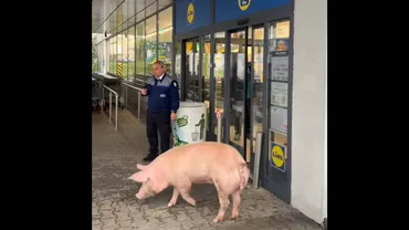 Momentul în care porc a vrut să intre într-un magazin Lidl. Paznicul, luat prin surprindere: Doamna Cristina, vorbesc serios. Avem un porc în față. Ce fac cu el? (VIDEO)