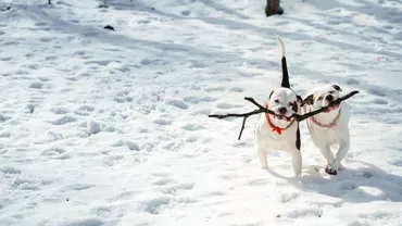 Vremea în România, 27 ianuarie: ploi în mai multe zone și ninsori la munte