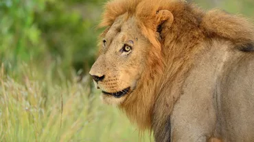 Evadare spectaculoasă a unui leu pe autostradă. Ce s-a întâmplat în timpul transportului spre noua sa casă