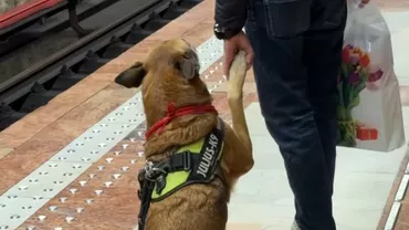 Un moment emoționant a fost surprins în București. Ce a făcut un câine pentru stăpânul său i-a lăsat pe toți fără cuvinte (VIDEO)