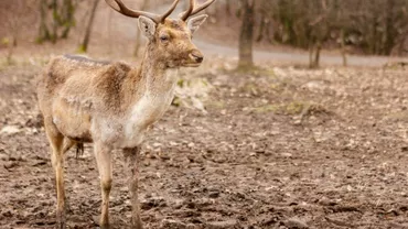Cerbul lopătar revine spectaculos în pădurile României, după zeci de ani de absență