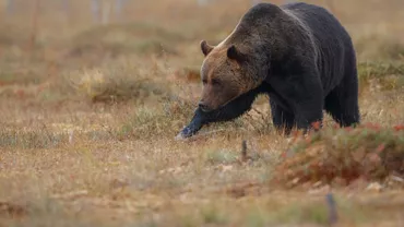 România este lider european la diversitatea genetică a ursului brun. Între 10.600 și 12.700 de exemplare în țara noastră