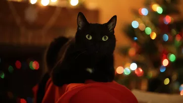 „Un miracol de Crăciun”: O pisică dispărută s-a întors acasă după 5 ani (FOTO)