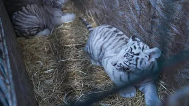 Tragedie la Grădina Zoologică din Craiova: un pui de tigru alb, victima vizitatorilor neglijenți